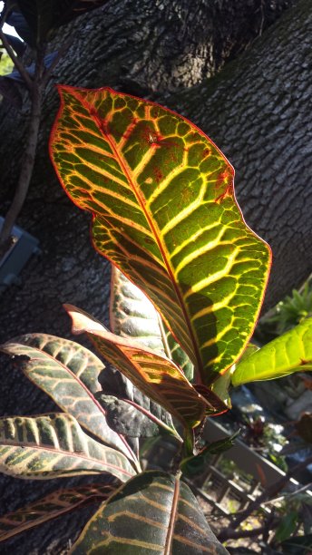 巴豆佩特拉植物图片下载