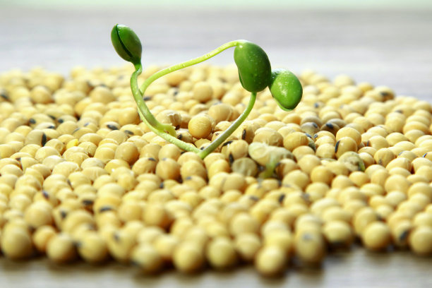 大豆开始长成植物图片下载