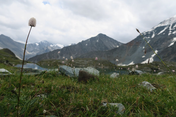 山野花以山为背景图片下载
