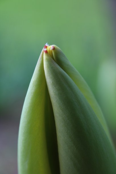 黑郁金香前图片下载