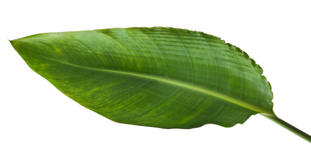 鹤望兰图片下载