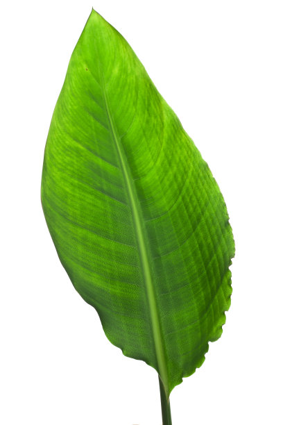 鹤望兰图片下载