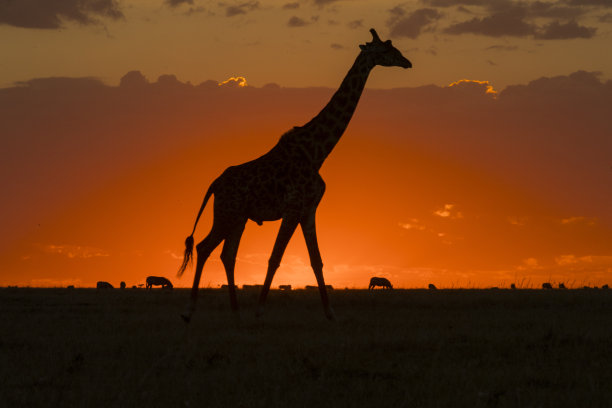 长颈鹿在日落时分图片下载