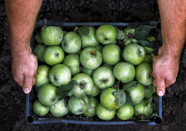 男人的手拿着一个绿苹果盒子。摘呀摘苹果。概念，秋天收获苹果。图片下载