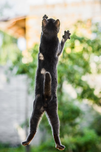 俄罗斯蓝猫飞得很高，在跳，狩猎追逐鸟图片下载