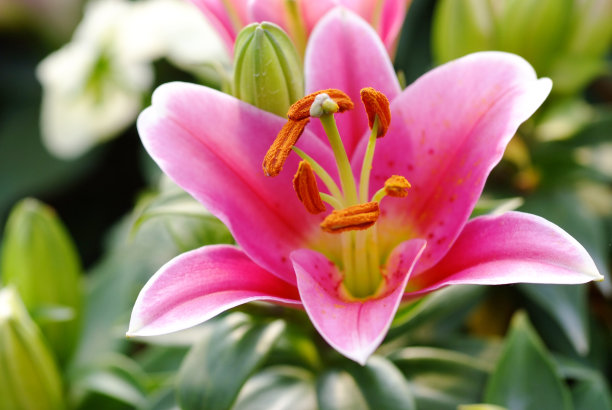 粉红色的花朵图片下载