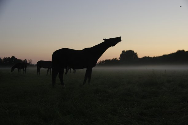黎明时的Flehmen马图片下载