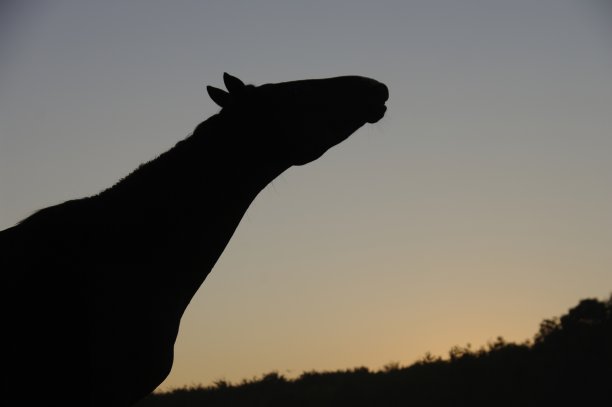 黎明时的Flehmen马图片下载