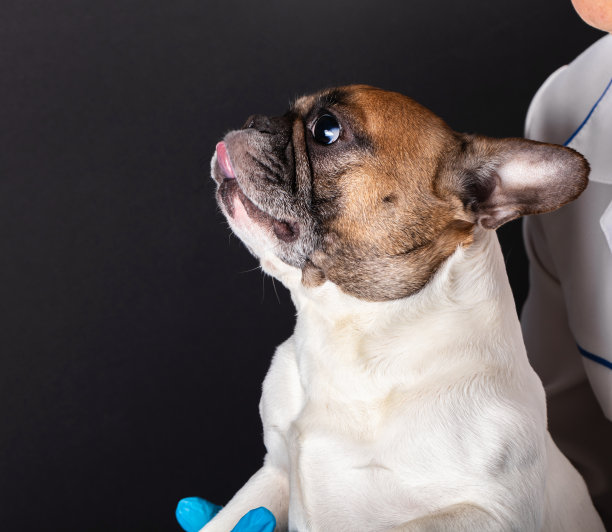 狗在兽医接待处图片下载