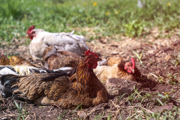 可爱的宠物是鸡和公鸡。野生鸟类在自然界，在草地。股票的背景,照片图片下载