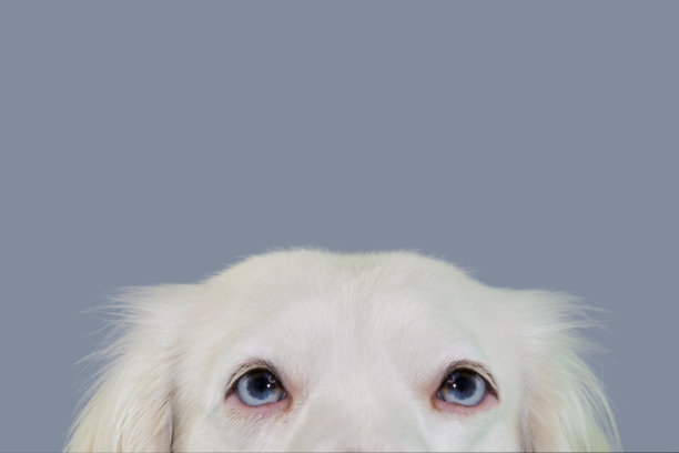 特写肖像蓝眼睛的狗隐藏在蓝色的背景。图片下载