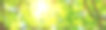 夏天的新叶图片下载