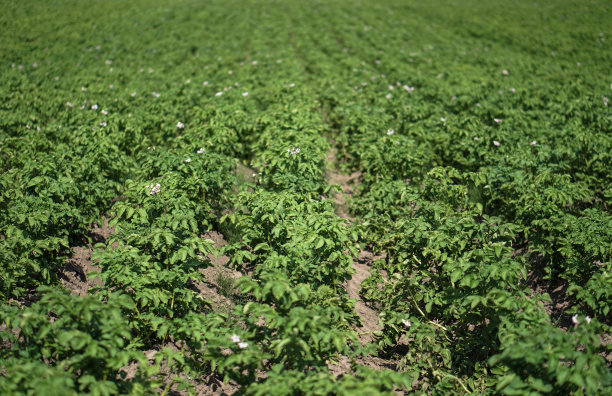 在成熟期间种植绿色的土豆。农村地区的工业企业。股票的背景,照片。图片下载