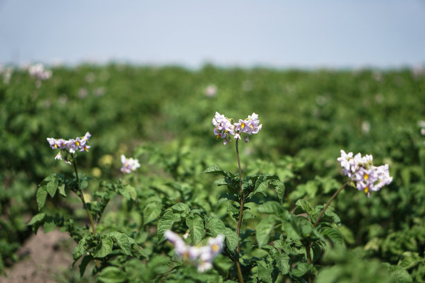 在成熟期间种植绿色的土豆。农村地区的工业企业。股票的背景,照片。图片下载