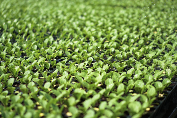 绿色幼苗的选择性特写。在一个有浇水植物的温室里的农场花园。股票的背景,照片图片下载