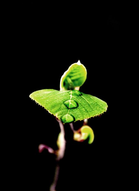 雨滴在树叶上滚动。图片下载