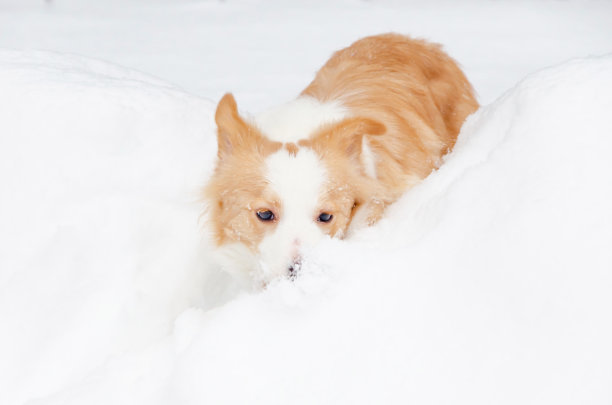 边境牧羊犬。年轻精力充沛的遛狗。图片下载