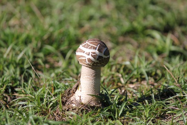 草原上的小阳伞蘑菇图片下载