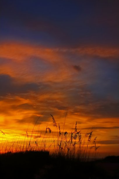 日落时的海燕麦图片下载