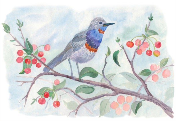 樱桃树上的小鸟图片下载