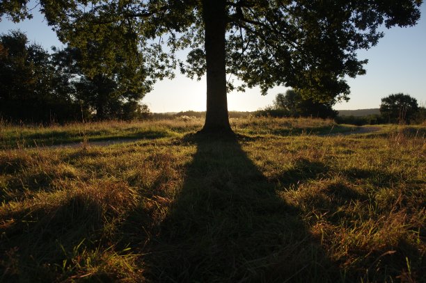树的影子图片下载