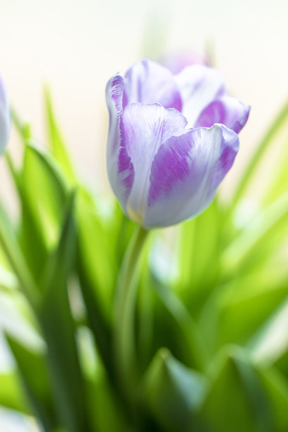 郁金香图片下载