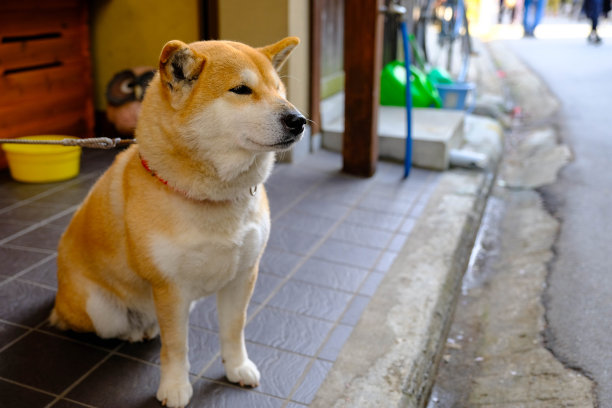 可爱的日本柴犬(Shiba inu)是一种聪明的狗，在日本城镇人行道旁的房子前用链子拴住它。图片下载