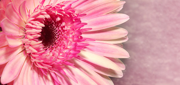 粉红色的花大丁草。概念设计，花卉经营，恭喜。特写,有选择性的重点。图片下载