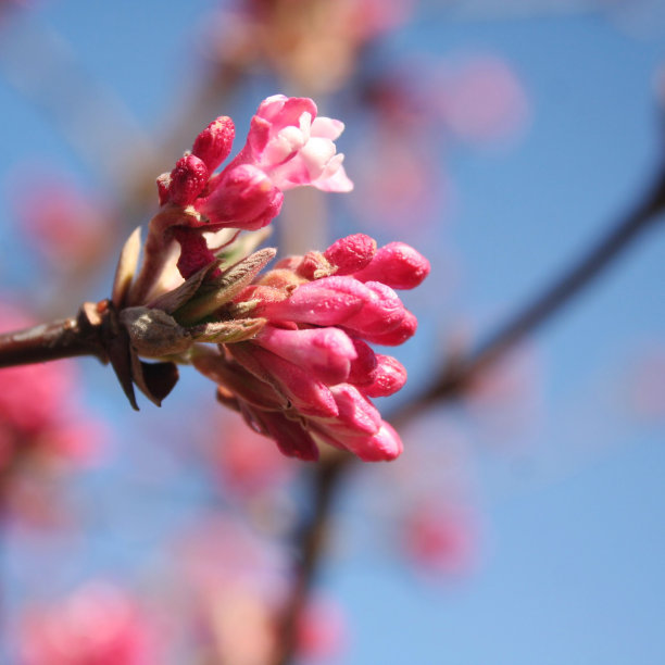 黎明荚枝，粉红色的花。诉bodnantense图片下载