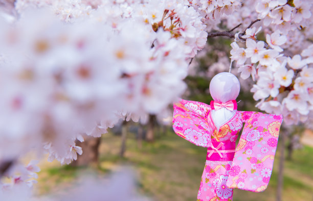 Teru Teru Bozu。日本雨娃娃挂在樱花树上，祈求好天气图片下载
