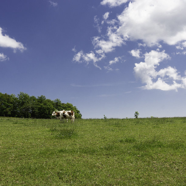 田里的牛图片下载