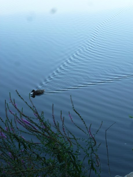 躲在他后面图片下载