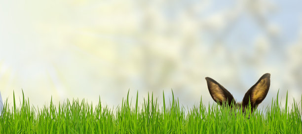 复活节的兔子图片下载