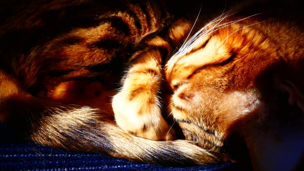 孟加拉猫，爪子放在鼻子上绕着圈睡觉图片下载