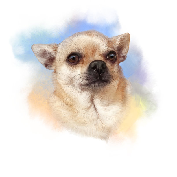 奇瓦瓦狗图片下载