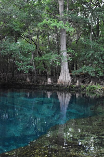 海牛弹簧头图片下载