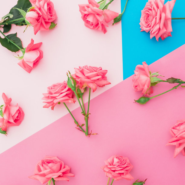 花的背景与粉红色的玫瑰花。平的。俯视图图片下载