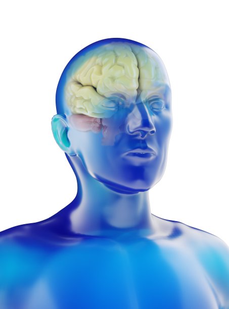 有可见大脑的假人图片下载