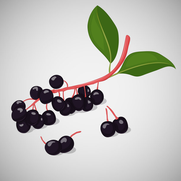 明亮多汁的鸟樱桃或朴树在灰色的背景。甜美美味为您设计卡通风格。矢量插图。浆果集合。图片下载