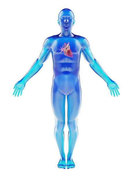 可见心脏的假人图片下载