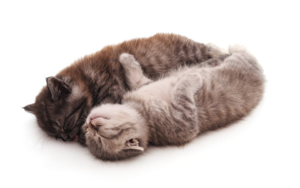 两只小猫睡觉。图片下载
