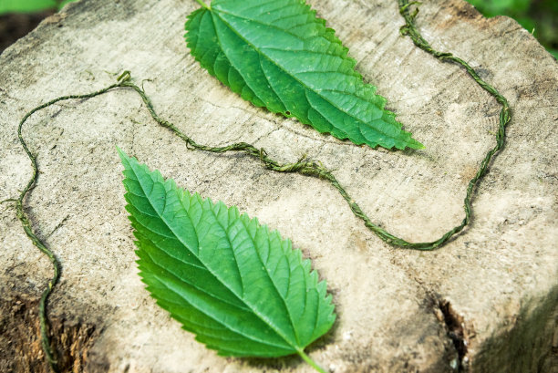两片荨麻叶子和一根荨麻绳子图片下载