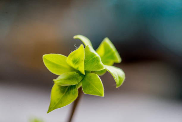 树枝上嫩芽的第一片叶子图片下载