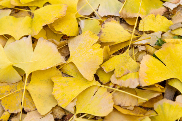 银杏树的叶子覆盖了地面图片下载