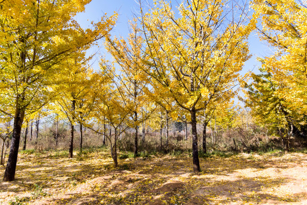 林中有黄色的银杏树图片下载