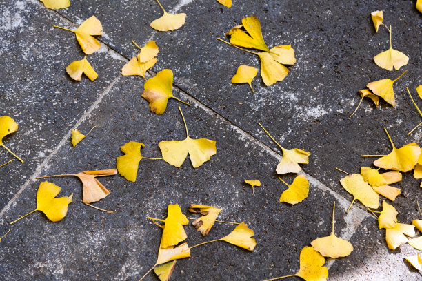 银杏树的叶子在砖地上图片下载