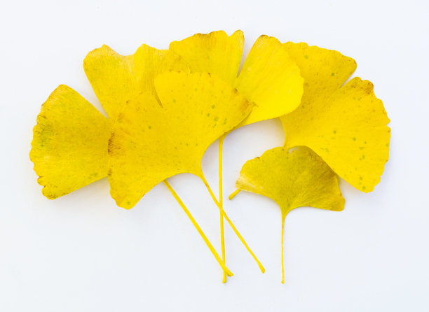 白色背景上的黄色银杏叶图片下载