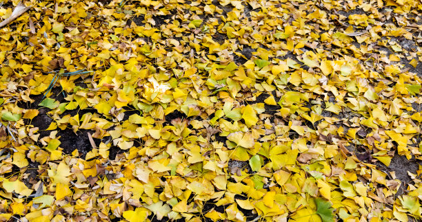 银杏树的叶子覆盖了地面图片下载