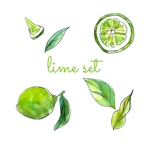 水彩手绘一套柑橘:酸橙。图片下载