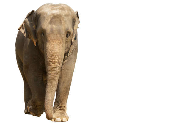 亚洲象上孤立的白色背景复制空间图片下载